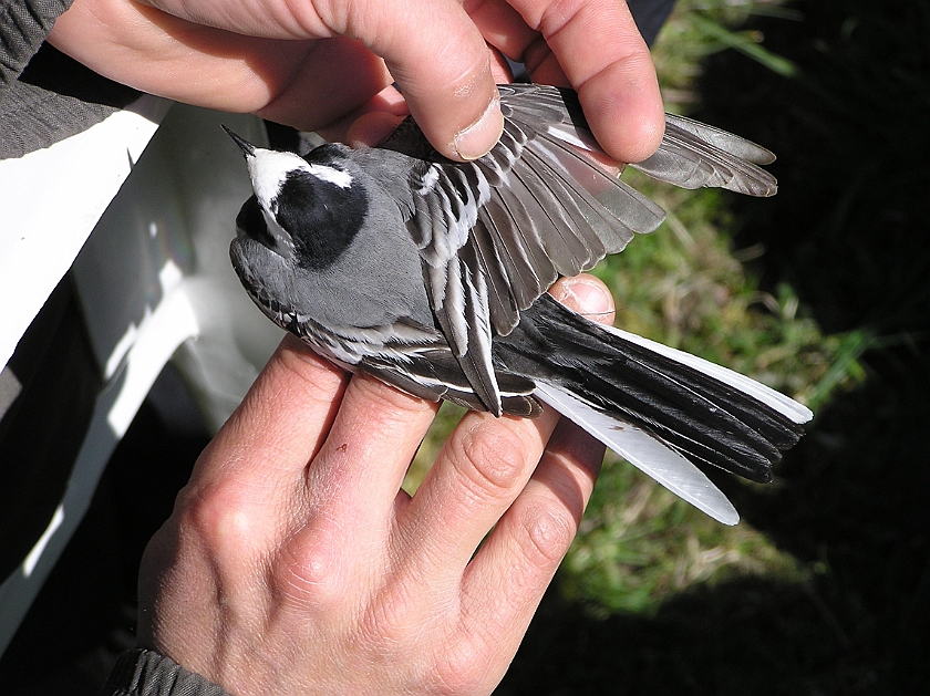 White Wagtail, Sundre 20070501